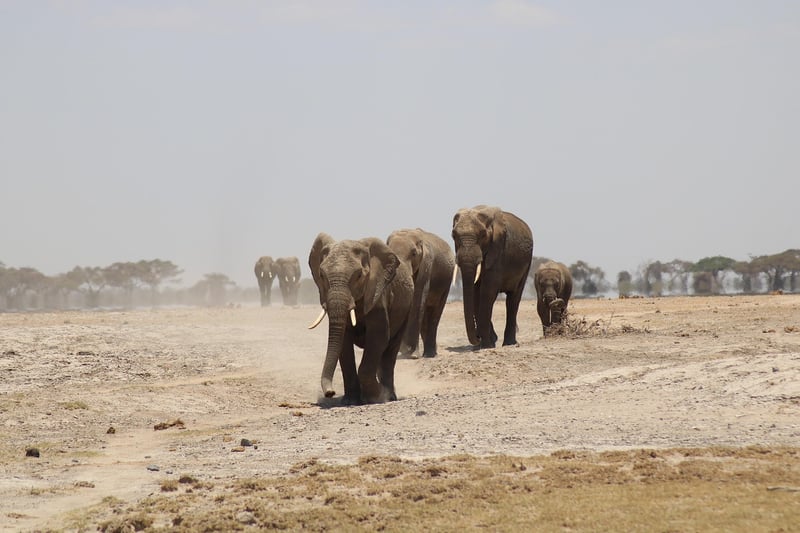 Luxury Safari Adventure